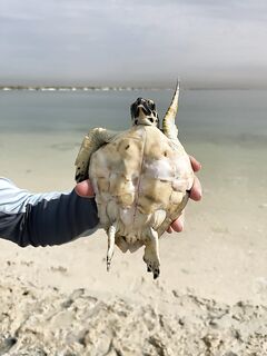 Падение воды в Абу-Даби включило квинфиш только после трех пустых рассветных часов