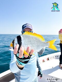 Холодный февраль срезал kingfish а хамур взял мягкий джиг в 15-25 см от дна