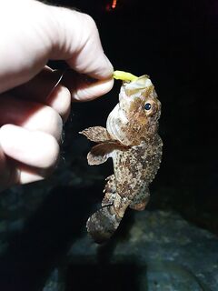 Высокий берег дал мне страшил и красоток а Малая бухта потом добрала ставридкой