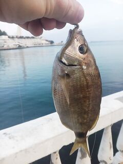 Ласкирь с первой проводки дернул спин а зеленая маракуя включилась только после ветра