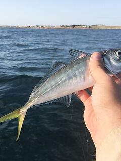 Севастополь дал хорошую ставриду и луфаря а сходы начались уже у самого борта
