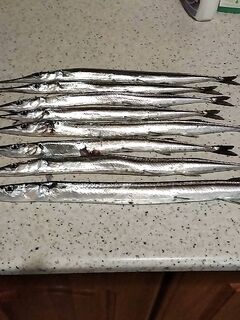 Сарган в Севастополе не пропал а быстрый твич раскрыл пилькеры 5 и 7 граммов