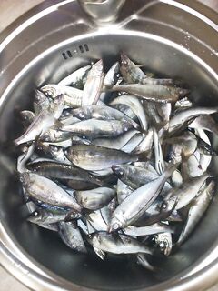 По светлому Севастополь дал окуня а по темноте переключился на хорошую ставриду