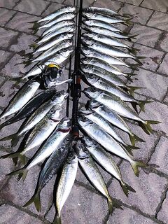 Новое место в Севастополе раскрыло ставриду только после морковки и легкого твича