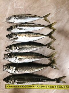 Сильный ветер в Севастополе поднял вес до 3,5 грамма но крупную ставриду не выключил