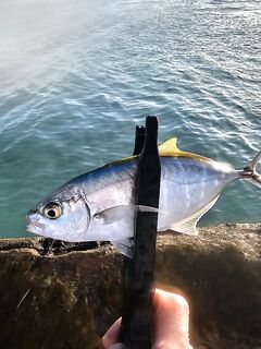 Красный маяк в Варадеро мучил меня ветром а лодка потом отдала двух барракуд и обрыв на рифе