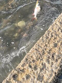 Гольф-поля мучили меня редкими поклевками а катамаран потом подвел барракуду на десятку прямо к борту