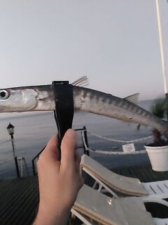 Мелкая барракуда у Альва Доны включалась после 5.30 и лучше всего отзывалась на два утренних воблера