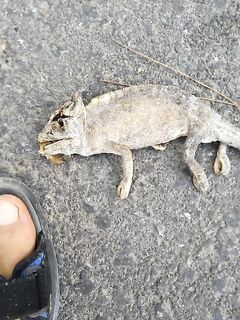 Семь с лишним километров по тропикам довели меня не до гида за 65 а до простого платника с пивом