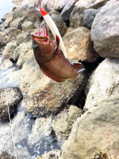 Шангри Ла в Омане отдал мне десяток рыб за час и быстро оправдал тревел спин еще до моря