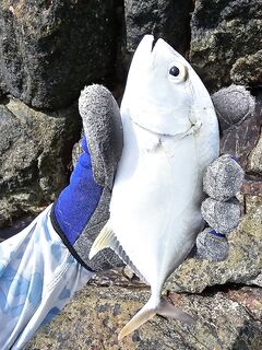 Вечерняя поклевка у камня в Као Лаке оборвалась сходом а дневной отлив отдал только мелкого джека