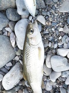 Пирс у Tuana Club срезал мой попперный заход а рабочую рыбу пришлось искать уже в стороне от стоек