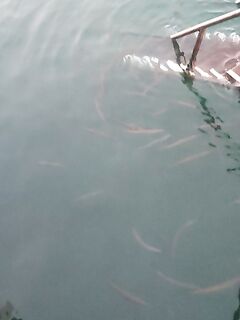 Окно лаврека здесь сжимается к шести утра а барракуда доедает малька уже после заката