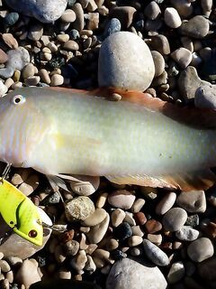 Легкий travel до пяти граммов в Текирова переиграл тяжелый комплект а микроколебло собрало саргана и сибаса