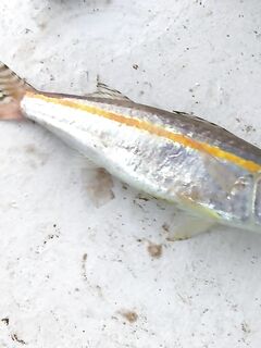 Катер в Текирова увел нас на 50 метров глубины без троллинга и оставил баллона самой крупной рыбой дня