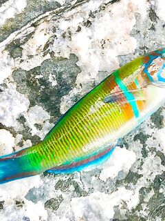 Метровый отлив в Текирова выключил пикер и поплавок но на спинодонке мелочь клевала почти на каждой проводке