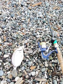 У Самшитовой рощи барабулька перевалила за десяток а первый марамир у меня все же заставил фрикцион пискнуть