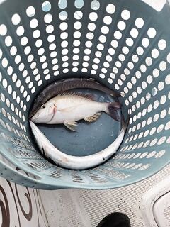 Пляж на Пальме закрывал береговой спиннинг а рабочая донка нашлась только на длинном молу в Аджман-крике