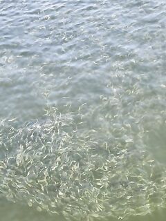 Пустырь у алкомаркета оказался закрыт а на новом волнорезе сарган только мазал по легкой снасти