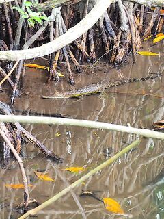 В устье Бентота-Ганги барракуда заходила по вечерам а в мангровый рукав без лодки уже не подойти