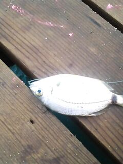 В Конаклы мелочь съедала наживку до дна а крупная кефаль ходила вдоль берега без поклевки