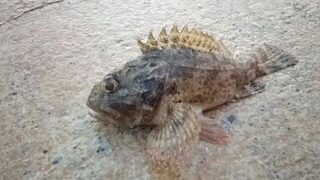 Адриатическое море, Будва: береговая ловля с ультралайтом и пилькерами