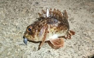 Адриатическое море, Будва: береговая ловля с ультралайтом и пилькерами