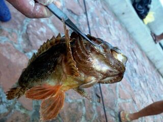 Черногория, Петровац: морская рыбалка фидером с пирса среди камней и зацепов