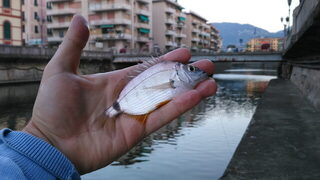 Италия, Rapallo в Лигурии: морская рыбалка с карасиками и осторожной кефалью