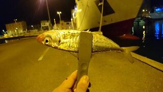 Италия, остров Эльба: морская рыбалка с берега в порту Портоферрайо ночью за ставридой