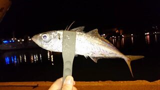 Италия, остров Эльба: морская рыбалка с берега в порту Портоферрайо ночью за ставридой