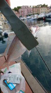 Италия, остров Эльба: морская рыбалка с берега в порту Портоферрайо ночью за ставридой