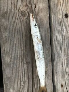 Кипр: морская спиннинговая ловля барракуды с каменистого берега и с небольшой пристани