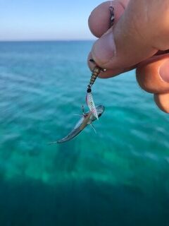 Кипр: морская спиннинговая ловля барракуды с каменистого берега и с небольшой пристани