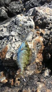 Средиземное море, Крит: в поисках барракуды и знакомство с местной рыбой