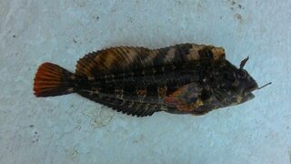 Средиземное море, Крит: в поисках барракуды и знакомство с местной рыбой