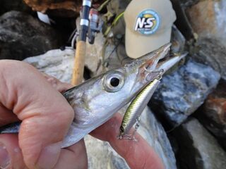 Крит, Северная бухта и Портовый молл: морской спиннинг по барракуде с берега на хардбейты