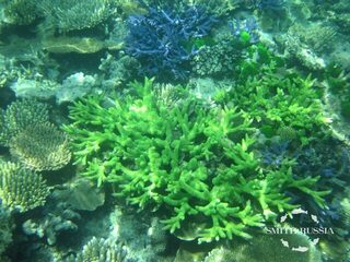 Поппинг на GT у мыса Йорк и Кернса в Коралловом море Австралии: подготовка снастей для трофеев