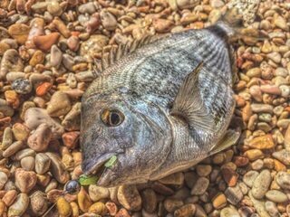 Летний морской спиннинг в Севастополе на Чёрном море: скорпена, ласкирь и береговые снасти