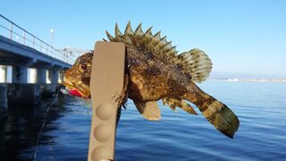 Рокфишинг в Геленджике на Чёрном море: утренняя береговая ловля на силикон