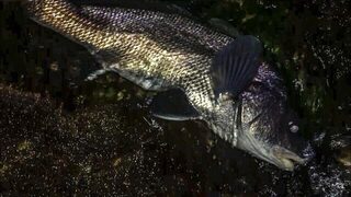 Ночной береговой микроджиг на Чёрном море: ставрида и тяжёлый горбыль на скалах в полной темноте