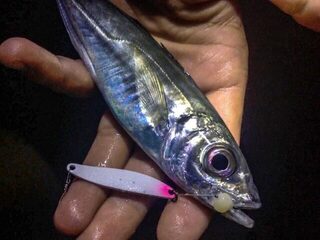 Вечерняя ловля ставриды на Чёрном море с легким спиннингом и затяжными ночными паузами клева