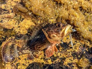 Вечерняя ловля ставриды на Чёрном море с легким спиннингом и затяжными ночными паузами клева