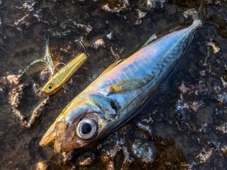 Чёрное море, самый длинный пирс в округе: рокфишинг со ставридой, сарганом и горбылём