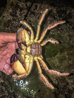 Чёрное море: поиск саргана с открытого каяка на пилькер и вечерняя ловля ставриды с берега