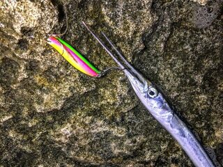 Сарган на Черном море: береговой спиннинг и опыт со сдвоенной колебалкой