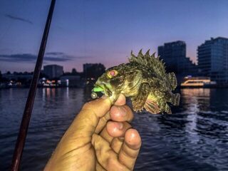 Ловля ласкиря и ставриды на Чёрном море с силиконом на шарнире и вечерней сменой приманки