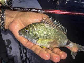 Ловля ласкиря и ставриды на Чёрном море с силиконом на шарнире и вечерней сменой приманки