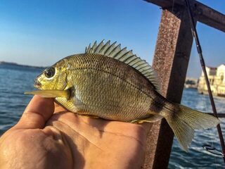 Ловля ласкиря и ставриды на Чёрном море с силиконом на шарнире и вечерней сменой приманки