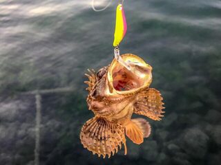 Ласкирь на Черном море: вечерняя ловля у камней и утренний поиск карася на спиннинг